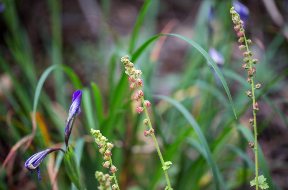 Wildflowers