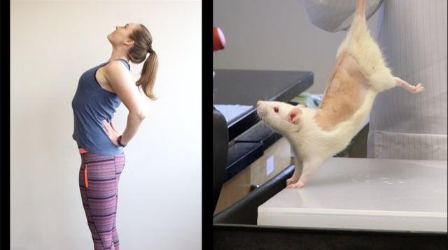 How “Rat Yoga” Is Unraveling the Mystery of Back Pain