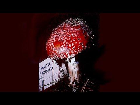 Toxic Plants, Fungi, and Herbal Supplements 